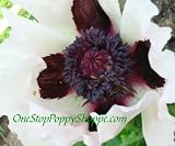 51EwtVVuymL. SL160  Oriental Poppy Seeds