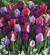 Lovers Mix Tulip Seed Pack