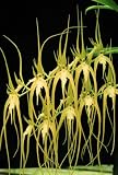 Brassia caudata alba 'JEM' AM/AOS
