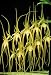 Brassia caudata alba 'JEM' AM/AOS