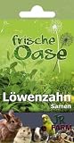 JR Frische Oase Saatgut Löwenzahn