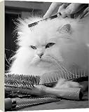 Box Canvas Print of Animals cats cat White Persian Animal Grooming from Mirror Photos