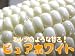 白いとうもろこし 10本【ピュアホワイト】朝もぎ!北海道産地直送!生でも美味しいフルーツトウモロコシ】※順次発送となります