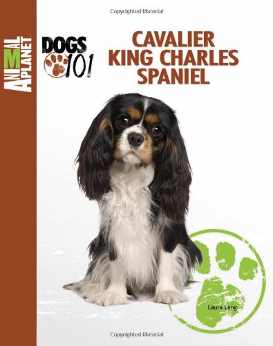 cavalier king charles spaniel