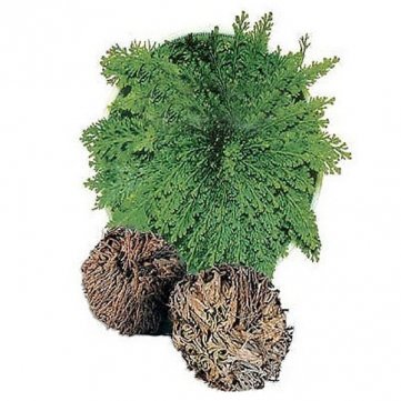 spécification Jéricho Rose - Résurrection des plantes hydrophiles