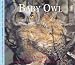 Baby Owl