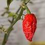 Bhut Jolokia Chile Pepper 10 Seeds - Ghost Pepper