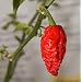 Bhut Jolokia Chile Pepper 10 Seeds - Ghost Pepper