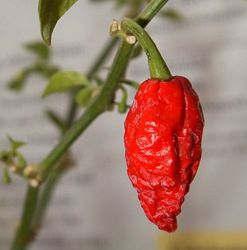Bhut Jolokia Chile Pepper 10 Seeds - Ghost Pepper