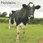 Holsteins 2011 Square 12X12 Wall Calendar (Multilingual Edition)