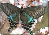 Black Butterfly Gifts Set Of 4 Place Mats