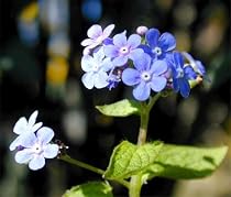 Heartleaf Brunnera macrophylla Plants - SHADE