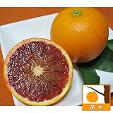タロッコ（ブラッドオレンジ）5号ポット[果肉が赤いオレンジ　柑橘・かんきつ類苗木]