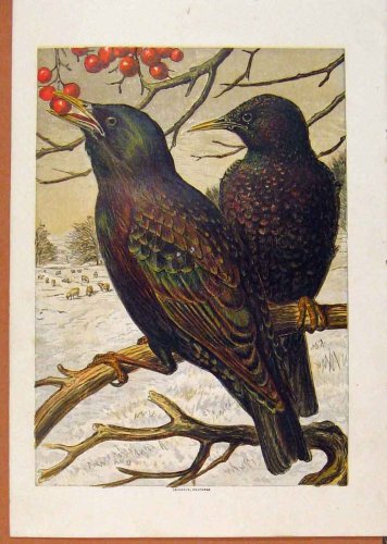 Blackbirds Eating Berrys