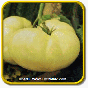 Heirloom Tomato Seeds - 'Great White' Vegetable Seed Packet (50 Seeds)