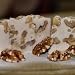 Home Made Creamy Fudge Maple English Walnut - 1 Lb Box