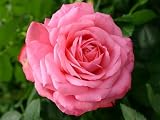 Kletterrose Rosanna ® - (3-Liter Topf)
