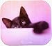 Fellowes Rachael Hale Kitten Mouse Pad 5949002