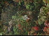 Golden Orb Weaver Spider in Web Photographic Poster Print, 24x18