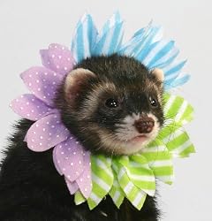 Marshall Fashion Flower Ferret Collar