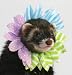 Marshall Fashion Flower Ferret Collar