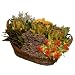 Culinary Herb TT Basket - 12