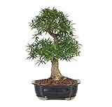 Ficus Bonsai Ficus Bonsai