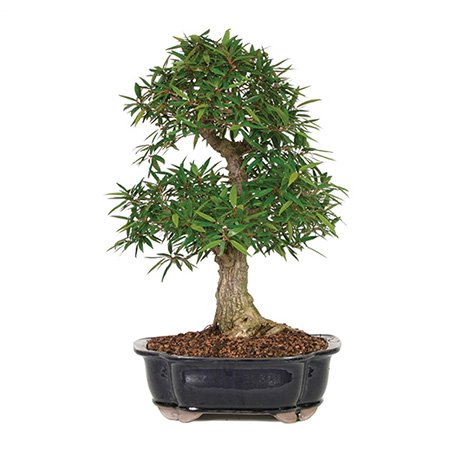 Ficus Bonsai