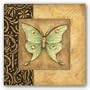 Luna Moth Square by Susan Winget 8"x8" Art Print Poster