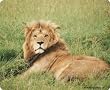 Computer Mouse Pad with majestic lion - wildlife