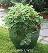 Raspberry Shortcake Dwarf Thornless Raspberry, Two Gallon Container by Monrovia Growers