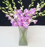 Flowers - Fresh Cut Pink Debdrobium Orchids with Vase