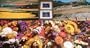 Provence Memories
