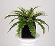 Artificial Christmas Fern in Black Cube Vase