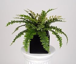 Artificial Christmas Fern in Black Cube Vase