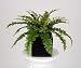 Artificial Christmas Fern in Black Cube Vase