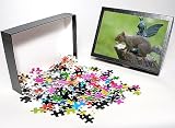 Photo Jigsaw Puzzle of Grey Squirrel - with Hazelnut in mouth, in front of statue on tree stump from Ardea Wildlife Pets