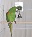 Beak-a-Boo Mirror