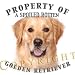 golden retriever - Golden Retriever 