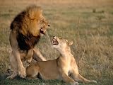  : Lions of Darkness