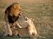  : Lions of Darkness
