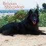 Belgian Sheepdogs 2007 Calendar