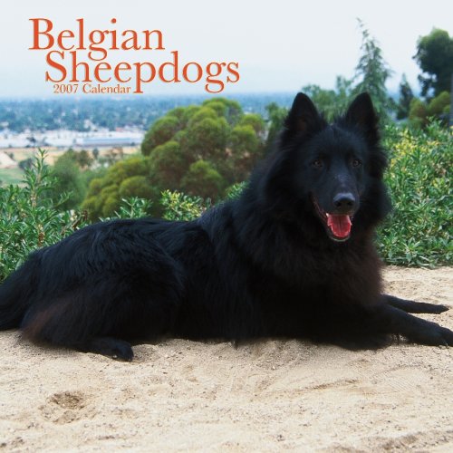 Belgian Sheepdogs 2007 Calendar Picture
