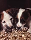 Dogs Up Close (Tiny Folio)