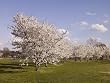 Grove of Washington Cherry Blossoms Fine-Art-Quality Photographic Print by Carol M. Highsmith