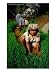 Rice Paddy Farmers., Tana Toraja, South Sulawesi, Indonesia People Photographic Poste...