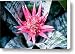 Aechmea fasciata bromeliad flower Canvas Print / Canvas Art - Artist Ulrich Schade