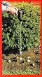 Jisco Bulb Planter - JB-24 - Plant 500 Bulbs per Hour!