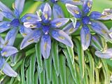 Scilla Peruviana Close-up of Flower Growing in a Greenhouse, February Photographic Poster Print by Vaughan Fleming, 40x30