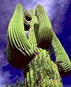 Giant Saguaro Cactus 20 Seeds - Carnegea gigantea -HUGE
